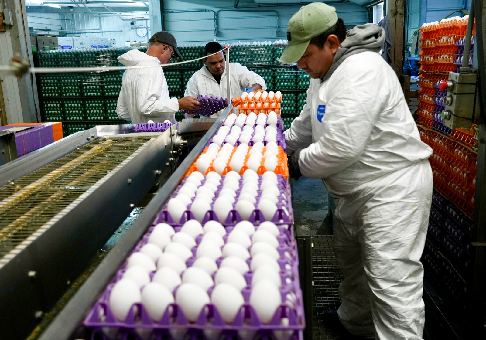 Egg Price